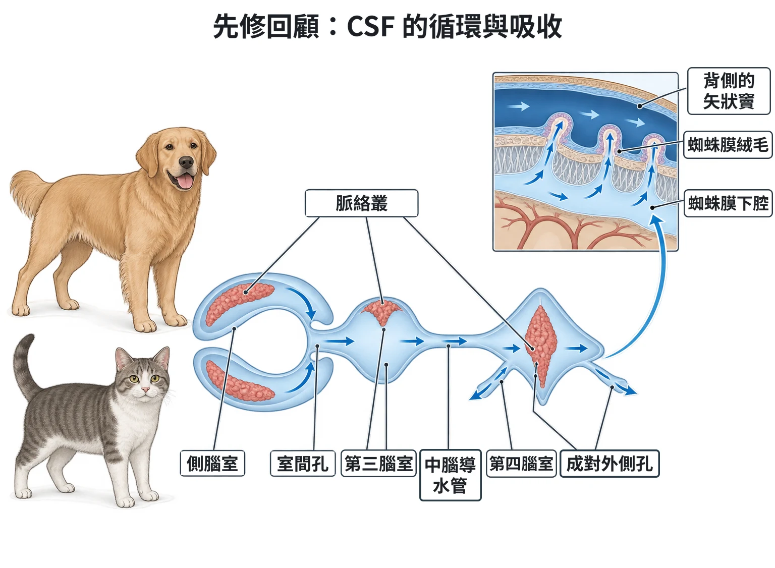 先修回顧:CSF 的循環與吸收教學插圖