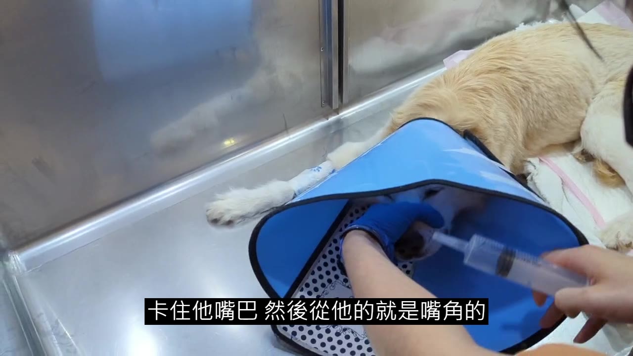 戴藍色頭套的犬側躺，戴手套的手固定嘴部，注射器從嘴角伸入