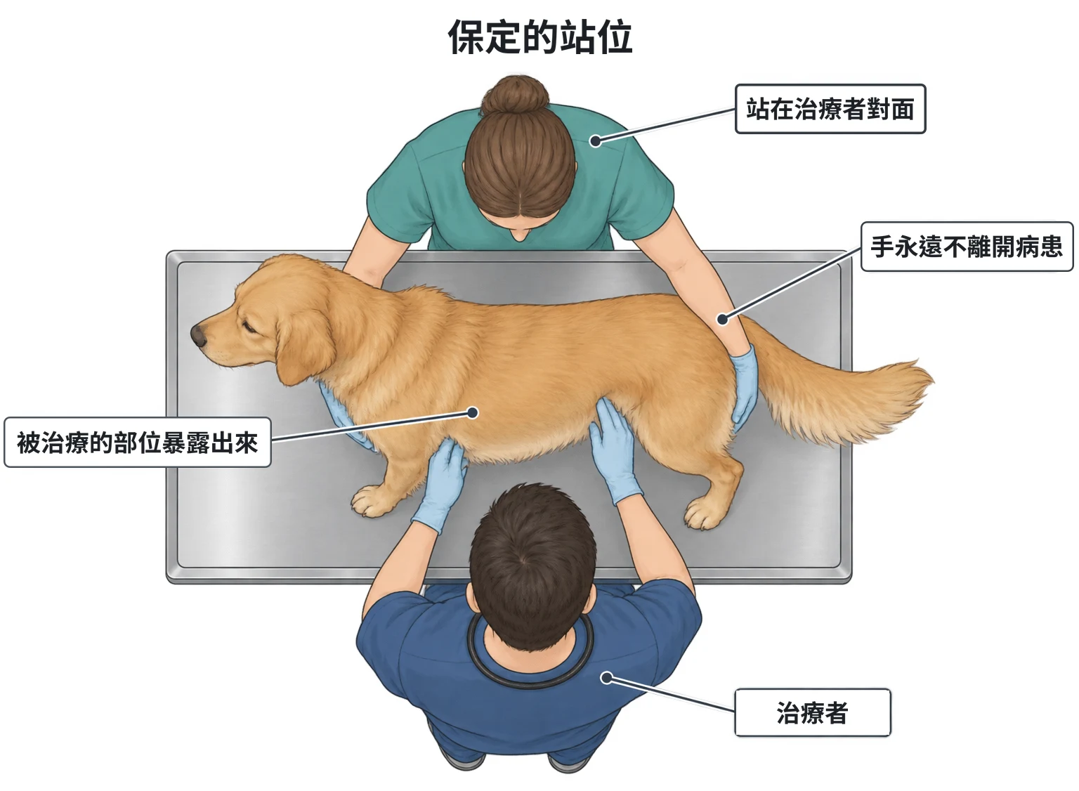 犬貓保定程序示意圖：俯視檢查台，獸醫站在台子一側，助理站在正對面，病患在中間、助理的雙臂圍著病患，被檢查的一側朝向獸醫