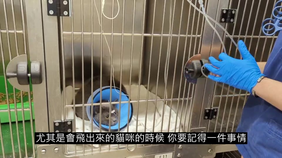 兇貓保定 縮圖