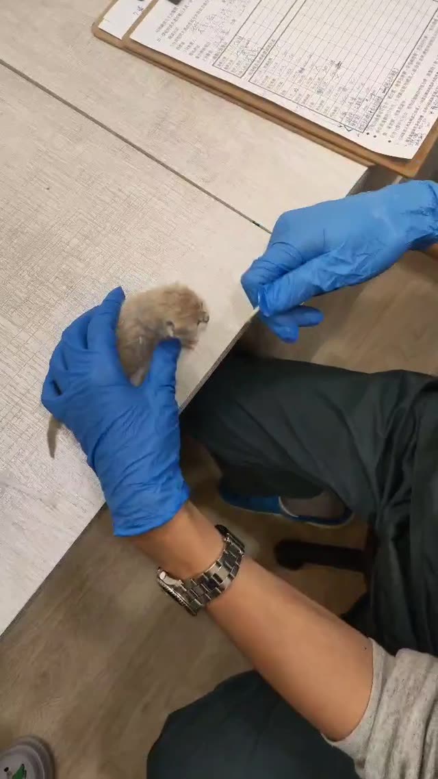 奶貓管灌 縮圖