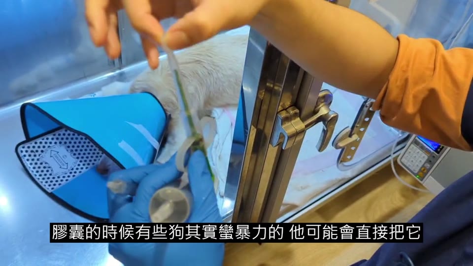 經口餵藥和灌食 縮圖